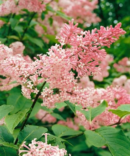 Syringa reflexa 80-100 cm – Winterhart, Mehrjährig, Pflegeleicht – Chinesischer Flieder – Heckenpflanze für Garten & Sichtschutz