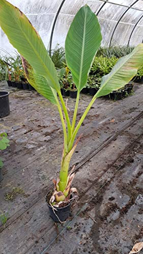 Musella lasiocarpa/Lotus d'or/Bananier nain/Conteneur de 2 à 2.9 litres