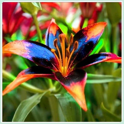 Lilium tuberi mix di cipolle, cipolle perenni, resistenti all'inverno, decorativi, grazia, gigli in vaso,gigli a cipolle resistenti all'inverno, eccellente decorazione. -10 cipolle-D