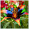 Lilium tubérculos cebollas mix,cebollas perennes resistentes al invierno,Decorativo,Gracia,lirios en maceta,lirios cebollas resistentes,Excelente ornamento.-10 cebollas-D