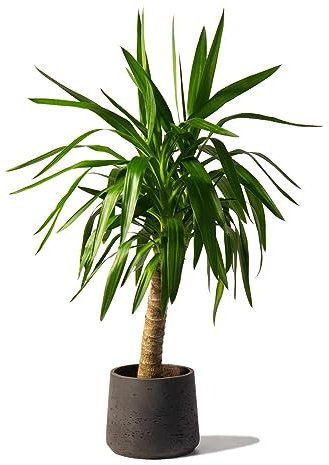 Yucca Plant, Single Stem houseplant in 12cm Pot and 40cm Tall - Yucca Plants for Homes and Offices Air Purifying House Plants in Pots