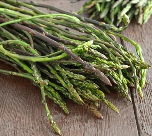 Semi di Asparagi Selvatici,Aspargo di Montagna NO OGM Wild Mountain Asparagus Seeds 25 Semi