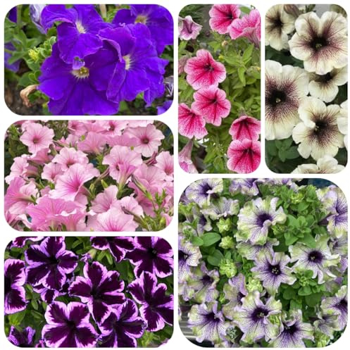 semi di petunia perenne di recisi, rampicanti resistenti di petunia sospese decorativi resistenti balcone biologici aiuola, decorazione 125pcs