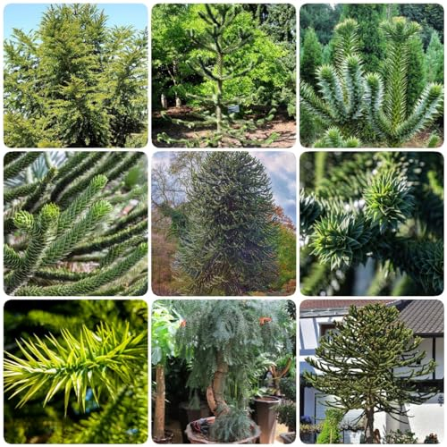 20 pcs araucaria baum samen - pflanztopf dachbegrünung bonsai tree,araucaria araucana, hochbeete für garten geschenk dekoration dekopflanzen pflanzendeko pflanzensamen zimmerbonsai