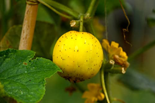 Just Seed - Vegetable - Cucumber - Crystal Lemon - 100 Seeds