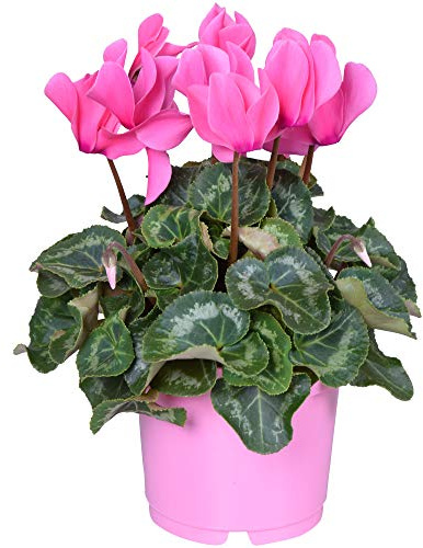 Cyclamen Persicum Rose | Plante Herbacée Rustique fournie en pot de 12 cm