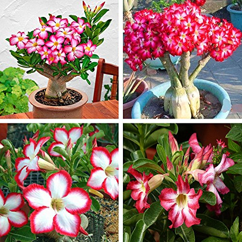 Adenium Obesum Seeds - 5PCS Rare Rose Desert Rose Graines, Bonsaï Arbre Plante Décor