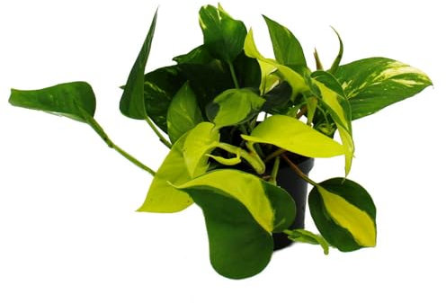 Scindapsus Trio de lierre – 3 variétés d'épipremnum grimpantes dans un pot – Pot de 12 cm