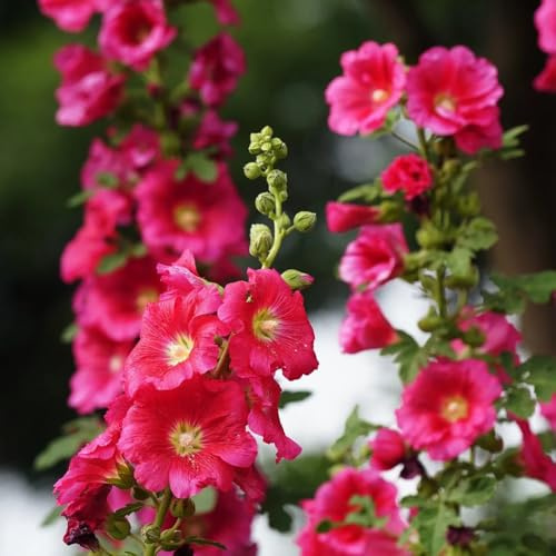 semi di malvarosa perenne resistente, malvarosa biologici aiuola all'esterno da giardino, resistenti per il giardino tappezzante 200pcs