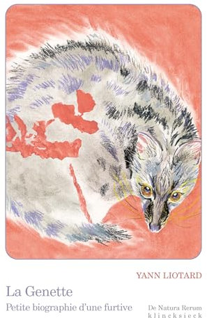 La genette: Petite biographie d'une furtive