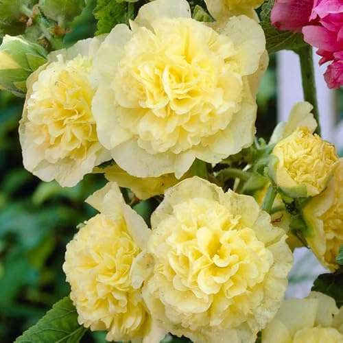 semi di malvarosa in vaso giardino biologici esterno balcone 55pcs