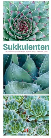Sukkulenten Triplet-Kalender 2026 | Kakteen, Agaven & Co: Stilvoller Botanikkalender im schlanken Hochformat (24x66 cm) | Triplet-Fotografie