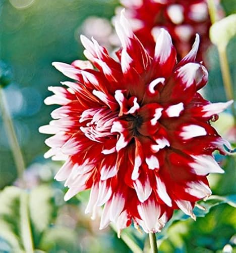 Votaniki 2 Decorative Dahlia Duet Bulbs for Spring Planting Dahlia Tubers -2 Pack Giant Dahlia Bulbs Red Dahlia Flowers Bulbs