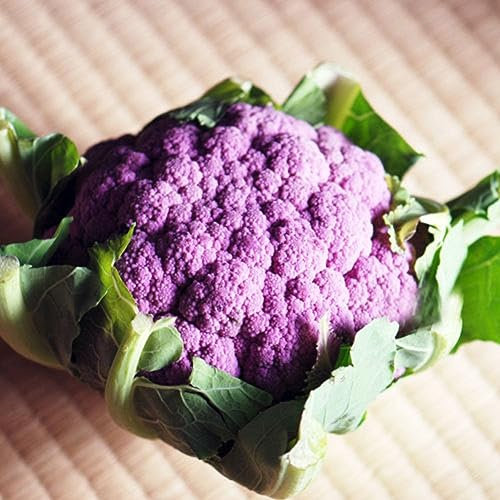 PERZOE 50 Stück Blumenkohlsamen, Brassica Oleracea, essbare Gemüsegartendekoration