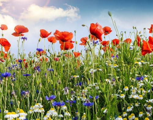 Bunte Wiese - 50 Gramm = 75-100 qm. Wildblumenmischung aus Blauen Kornblumen, Rotem Klatschmohn und Wiesen-Margeriten Sommer Blumen Wiesen Mischung Bienen Wildblumen