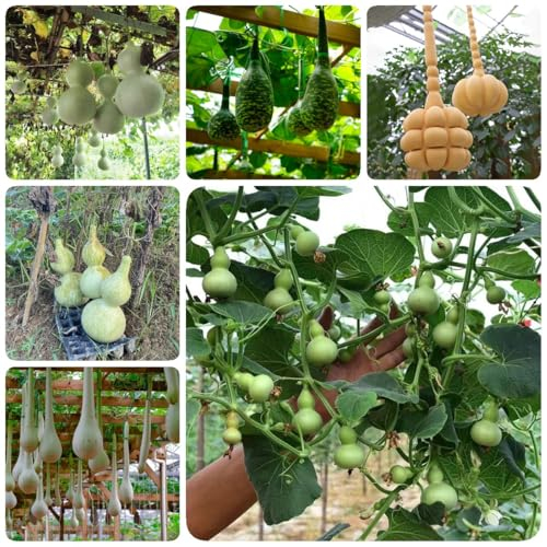 10 pcs Samen Für Flaschenkürbis, seltene samen geschenke für gartenfreunde Lagenaria siceraria, Anzuchterde Gemüse, kalebasse samen Balkon Pflanze Bio Saatgut Seltene Pflanzen Balkon