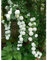 Huifang 100 pezzi di semi di fiori di ortensia rampicante