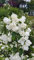 gefüllter Duftjasmin Phildelphus Snowbelle 80-100 im 10 Liter Pflanzcontainer