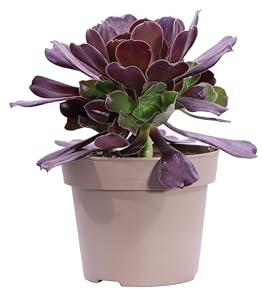 eGarden.store - Pianta vera di Aeonium Arboreum - Altezza pianta: 5 cm Diametro vaso: 14 cm - Pianta grassa ornamentale e variopinta facile da coltivare in vaso e giardino (Vaso 14 cm)