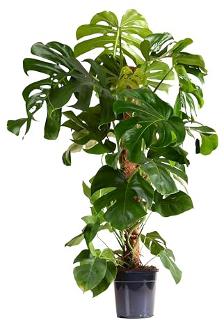 Bloomique - Monstera Deliciosa - Avec tige de mousse - Plante à fromage suisse - Plante d'intérieur XXL - Purificateur d'air - Facile d'entretien - 120-140 cm de haut - Pot 24 cm