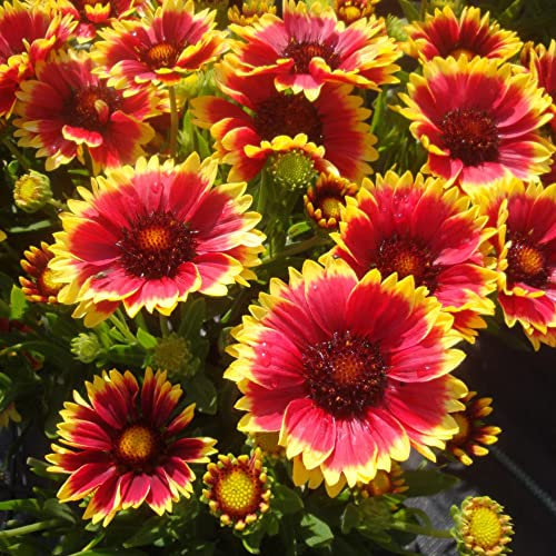 Gaillardia Sunset Snappy Flowering Garden Plants Herbaceous Perennial in Pot (20-30cm Incl. Pot)