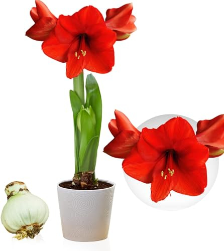 Bulbi di Amaryllis Red Passion - Bulbi Fiori in grande formato 26/30-1 Pezzo - Piante e Fiori Esclusivi dall'Olanda - Autentici Hippeastrum (non semi, senza cera e non artificiali)