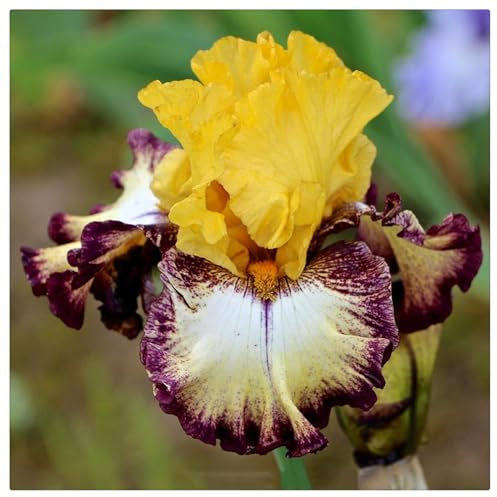 Iris-Zwiebeln,Langlebige Pflanzen,Winterharte Iriszwiebeln, Pflegeleicht,Robuste Gartenpflanzen,Üppige Blüten- 8 Zwiebeln