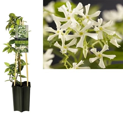 Sternjasmin (Trachelospermum jasminoides) 50–70 cm – Immergrün, Winterhart & Stark Duftend | Duftjasmin, Kletterpflanze