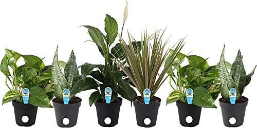 Super Set Plantas Filtración del Aire: 2xPothos + 2xSansevieria + Spathiphyllum + Dracaena Marginata