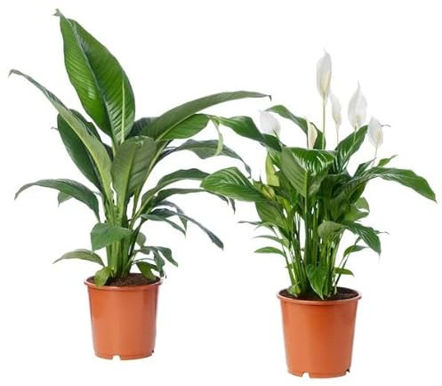 Spathiphyllum | Pack 2 Plantas | Lirios de la Paz | Flores Naturales | Plantas de Interior