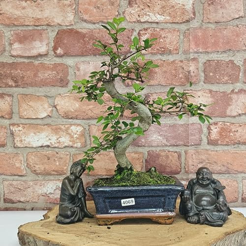 Chinese Elm (Ulmus Parvifolia) Bonsai Tree | Shaped | In 15cm Pot (4061)