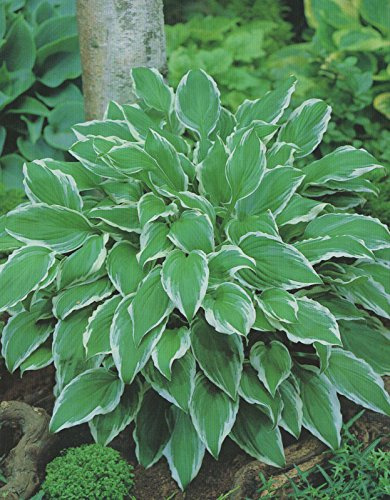 Funkie Hosta Albomarginata 1 Wurzelstück Staude Funkien