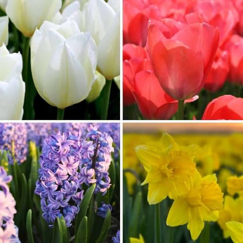 Blomlökmix Super Holland Mix - 100 blomlökar - lökstorlek 12+ - färgglad vårmix, storblommig, vinterhärdig - direkt från odlaren - Blomlökar Amsterdam