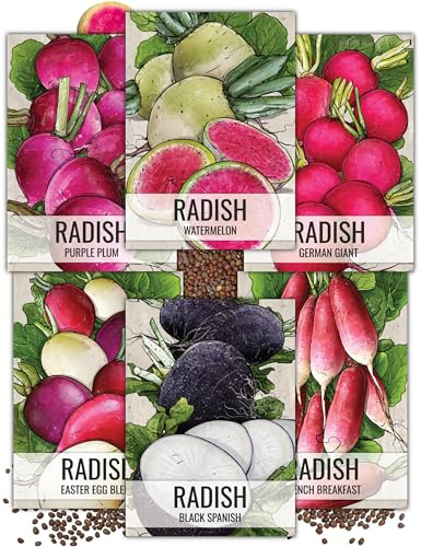 Seed Needs, Multicolor Radish Seed Packet Collection (6 Individual Varieties of Radish Seeds for Planting) Non-GMO & Untreated
