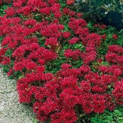 Seeds 50 + semi Cherry Red Estate Glory Sedum fiore/spurium/perenne