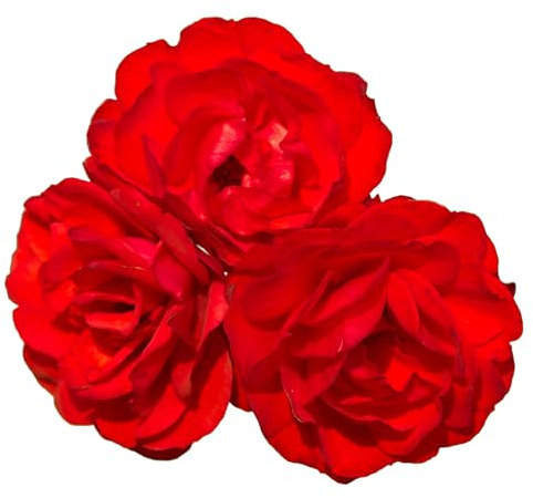 Floribunda Rose Plants, 'Trumpeter', 1 x Full Plant in a 5 Litre Pot, Red Roses, Rose Bush, Garden Ready and Ready to Plant, Premium Quality Garden Roses