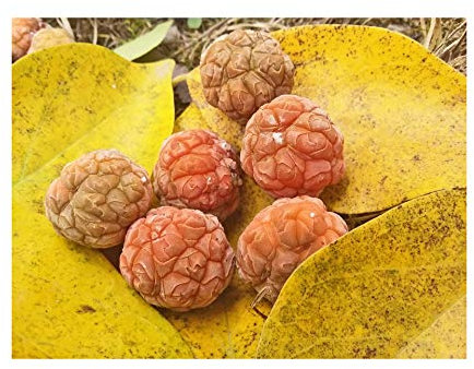 Rare Hardy Fruit Tree, Chinese Raspberry Tree, Maclura or Cudrania tricuspidata, Easy to Grow, 10-15cm Tall Starter Plant in an 8cm Pot