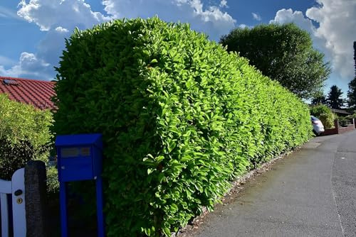 25st. Kirschlorbeer Rotundifolia 120-150cm reine Pflanzenhöhe als Ballenware Buschige Pflanzen XXL Prunus laurocerasus Lorbeer schnellwachsend Heckenpflanzen