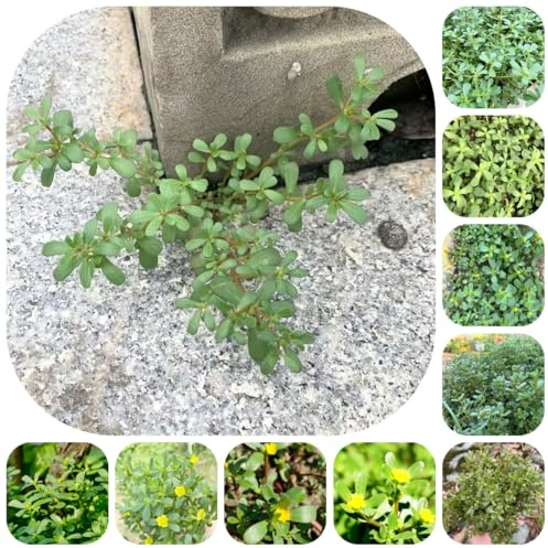 semillas de verdolaga resistentes hierbas silvestres verdolaga hortalizas cobertura del suelo resistentes hortalizas 300pcs