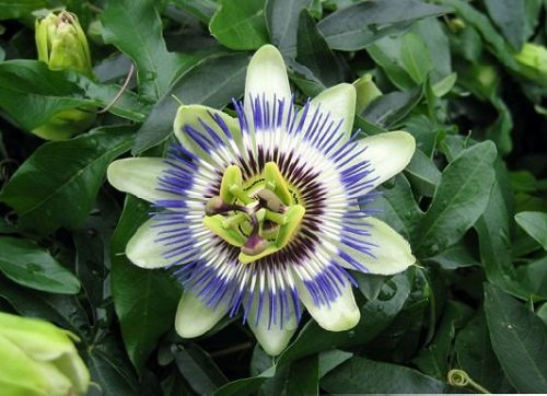 15 graines de passiflore fruit de la passion bleue