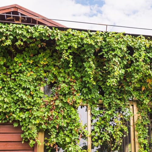 Jungfernrebe wilder wein samen - balkonpflanzen winterhart mehrjährig wilder wein kletterpflanzen samen, winterharte pflanzen für garten pflanzen hängend, ranke kletterpflanzen 250pcs