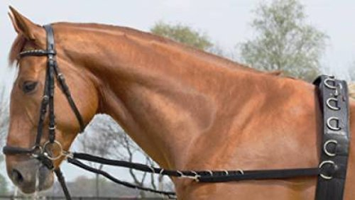 Ausbindezügel OESEN-STARR