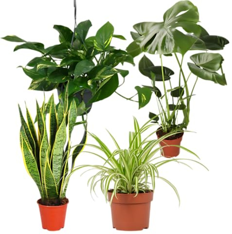 “EasyCare” Pflanzenset | 4er-Set | Monstera, Sansevieria, Efeutute, Grünlilie | ca. 30-60 cm | Ø 12-15 cm Topf | Pflegeleichte Zimmerpflanzen für Wohnung und Büro