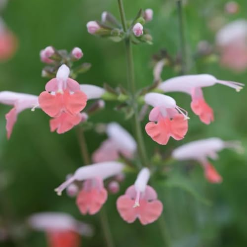 Semi di salvia, semi di aromatiche Salvia japonica, selvatici perenni 250pcs