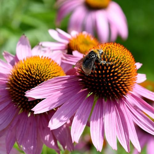 Echinacea purpurea Hardy Perennial Long-Lasting Blooms Attracts Bees Butterflies Easy Care Coneflower Ideal for Borders Cottage Gardens Cut Flowers 1x 9cm Pot by Thompson and Morgan