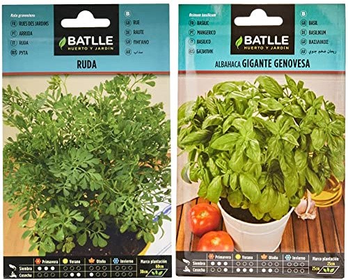 Ruda - Ruta graveolens & Albahaca GIGANTE Genovesa, Color Verde