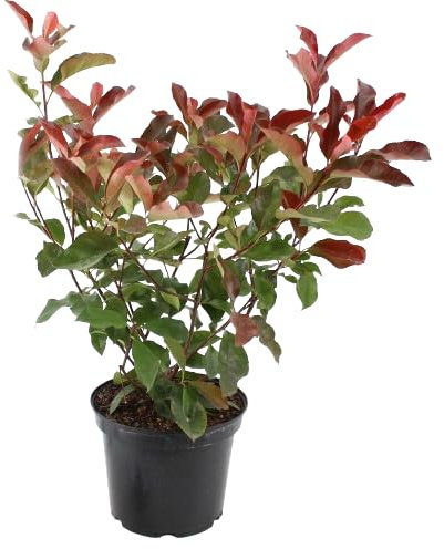 Photinia Natural Arbusto Mediterráneo para Embellecer tu Espacio Exterior