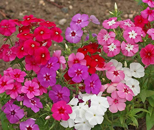 Germinazione I Semi: Semi di Phlox Flower - Mix - Bulk