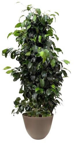 I GIARDINI DI GIULIA - Ficus benjamina Ø22 cm H100 cm – Pianta da Interno Sempreverde & Purificatrice d’Aria, Resistente e Slanciata | Coprivaso in Plastica Riciclata (Vaso tortora)