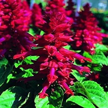 25 semi di Salvia Splendens Sizzler Borgogna annuel:Graines